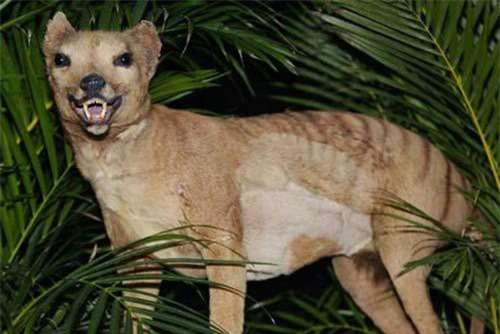 Bí ẩn loài sói đặc biệt giống cả hổ và cáo, tuyệt chủng gần 100 năm trước