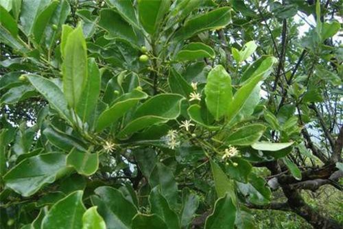 Bưởi bung hay Bí bái chữa phong thấp, mỏi gối đau lưng