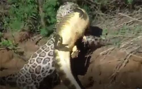 CLIP: Báo đốm đoạt mạng cá sấu caiman trong tích tắc