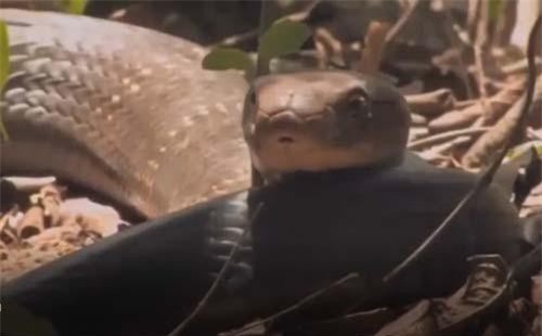 CLIP: Hổ mang chúa nuốt chửng 'bạn tình' không chung thủy