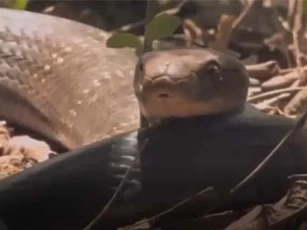 CLIP: Hổ mang chúa nuốt chửng 'bạn tình' không chung thủy