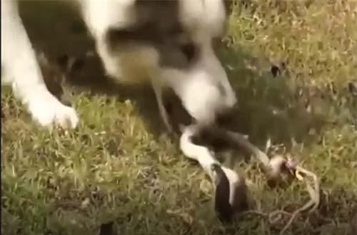 CLIP: Rắn hổ mang đại chiến đàn chó nhà