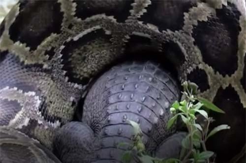 CLIP: Trăn khổng lồ nuốt sống cá sấu