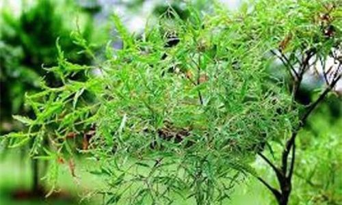 Cách sử dụng đinh lăng làm thuốc chữa tắc sữa, tê thấp, viêm gan