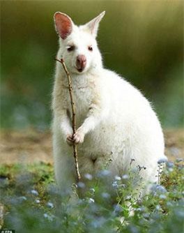 Cận cảnh chuột wallaby bạch tạng đẹp như động vật cổ tích