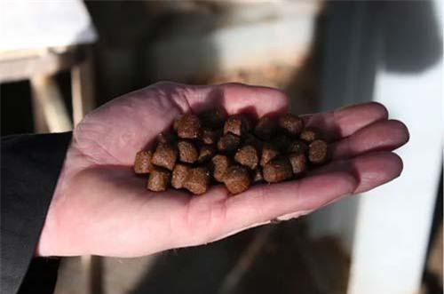 Châu Âu cho phép sử dụng Me-Pro trong thức ăn thủy sản