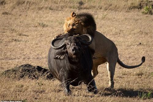 Cuộc đụng độ đẫm máu của anh em nhà sư tử với trâu rừng