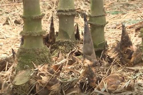 Đồng Nai: Thu nhập tiền tỷ từ nghề trồng tre lấy măng