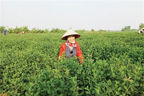 HTX - Lựa chọn nghề nghiệp mới của thanh niên