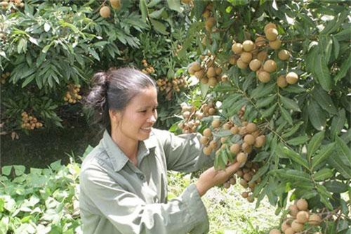 Hòa Bình: Sức bật từ sản xuất an toàn ở Kim Bôi