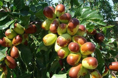 Khám phá loại quả Trung Quốc được đồn 'chữa bách bệnh'