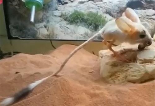 Khám phá những đứa 'con lai' kỳ dị nhất trong thế giới động vật (phần 2): Chuột nhảy