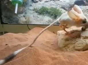 Khám phá những đứa 'con lai' kỳ dị nhất trong thế giới động vật (phần 2): Chuột nhảy