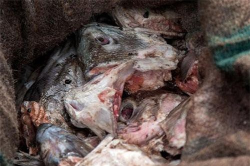 Kinh dị đặc sản đầu cá thối của người Eskimo Alaska, ngửi cũng buồn nôn