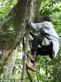 Kỳ lạ quái nhân chân 'dị' leo trèo giống khỉ