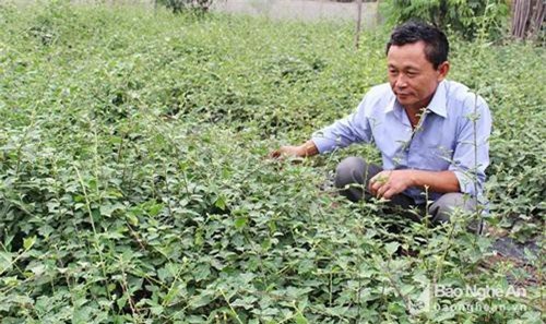 Nghệ An: trồng cây 'thần dược' giải độc rượu nhà nông trúng lớn