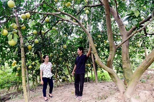 Những gốc bưởi nghìn quả ở xứ Tuyên