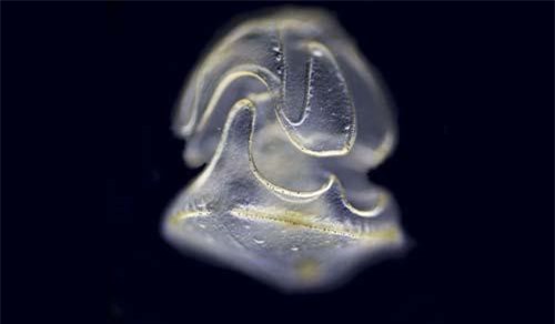 Phát hiện sinh vật lạ có đầu không có thân