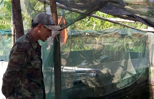 Quảng Bình: Nông dân Duy Ninh nuôi cá lóc vượt lũ