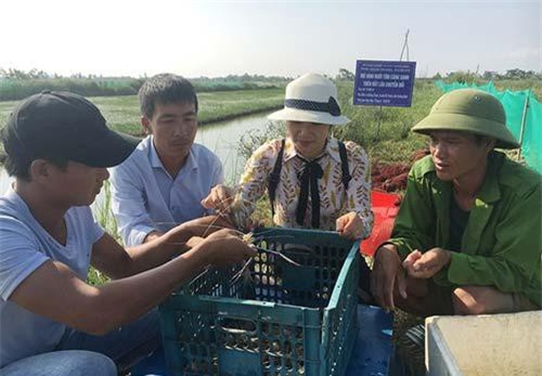 Quảng Bình: Nuôi tôm càng xanh đạt hiệu quả khá