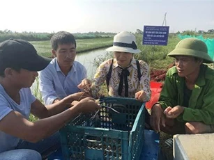 Quảng Bình: Nuôi tôm càng xanh đạt hiệu quả khá