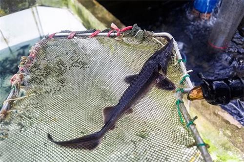 Quảng Ninh: Nuôi loài cá mõm nhọn trong 'ruộng bậc thang', bán 250.000 đồng/kg