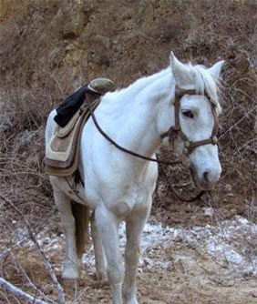 Số phận bi thảm của chú ngựa Bạch Long trong Tây Du Ký