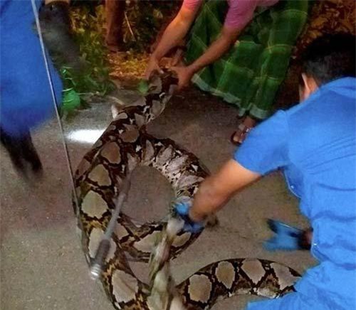 Trăn khổng lồ nặng 1 tạ, 10 người bắt không nổi