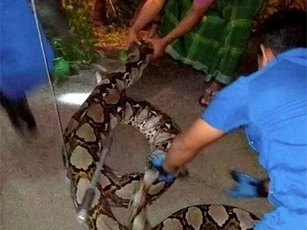 Trăn khổng lồ nặng 1 tạ, 10 người bắt không nổi