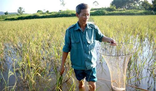 Tuyên Quang: Nuôi cá trong ruộng lúa, chả phải cho ăn, 1 vụ lãi 40 triệu đồng