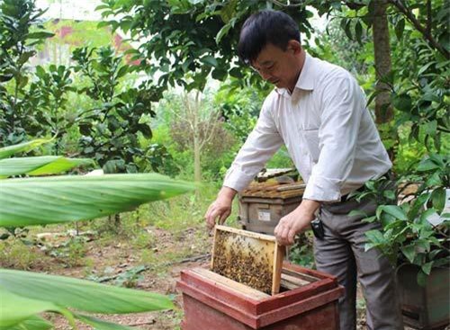 Việt Nam đứng thứ 6 thế giới về xuất khẩu mật ong