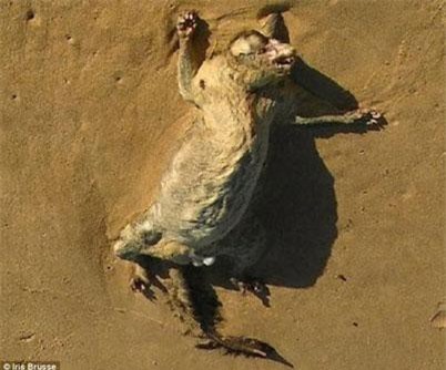 Xác chết động vật bí ẩn dạt bờ gây xôn xao