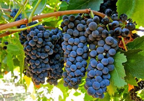 8 loại trái cây tốt nhất cho người thiếu máu