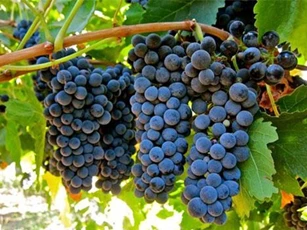 8 loại trái cây tốt nhất cho người thiếu máu