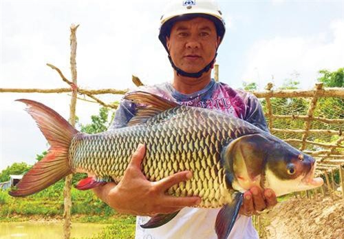 An Giang: Nuôi đàn cá 'quốc cấm' chả phải cho ăn, khi bán lời 200 ngàn/con