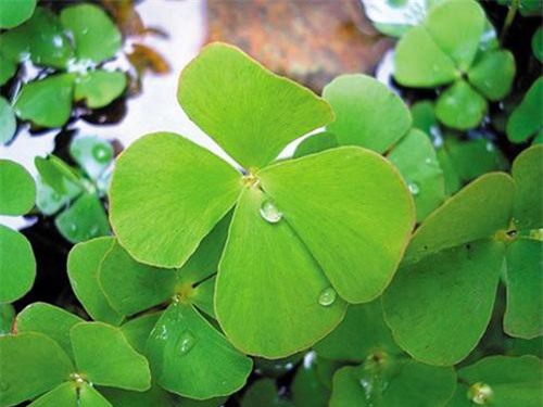 Bài thuốc trị bệnh tiểu đường từ những cây sống dưới nước