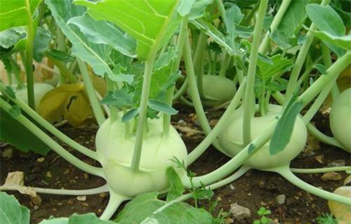 Bất ngờ công dụng làm thuốc của su hào với sức khỏe