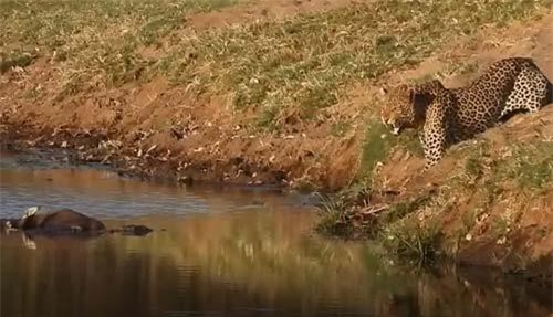 CLIP: Báo hoa mai cướp mồi của cá sấu