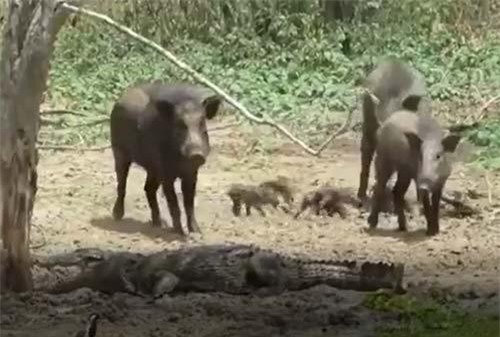 CLIP: Cá sấu săn lợn rừng và cái kết
