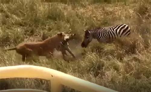 CLIP: Ngựa vằn tung cước 'lật mặt' sư tử giải cứu con non