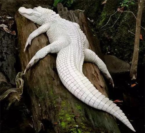 CLIP: Tổng hợp 23 động vật bạch tạng hiếm khi được nhìn thấy