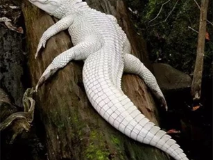 CLIP: Tổng hợp 23 động vật bạch tạng hiếm khi được nhìn thấy