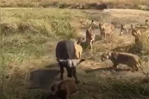 CLIP: Trâu rừng kéo nhau tấn công sư tử, giải cứu con non