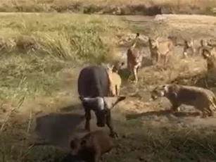 CLIP: Trâu rừng kéo nhau tấn công sư tử, giải cứu con non