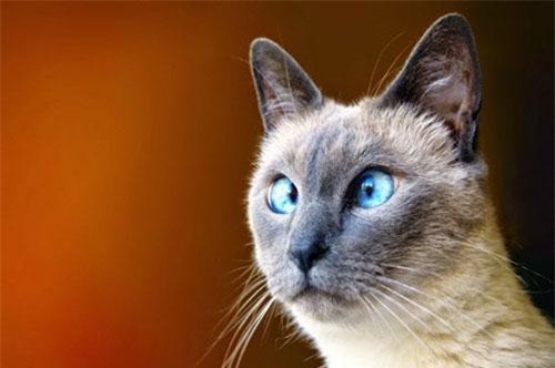 Clip: 'Hoàng thượng' và những trò lố khiến bạn không thể nhịn cười