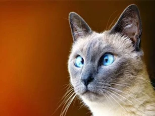 Clip: 'Hoàng thượng' và những trò lố khiến bạn không thể nhịn cười