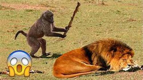 Clip: Thư giãn với những khoảnh khắc 'khó đỡ' trên Tik Tok Trung Quốc