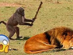 Clip: Thư giãn với những khoảnh khắc 'khó đỡ' trên Tik Tok Trung Quốc