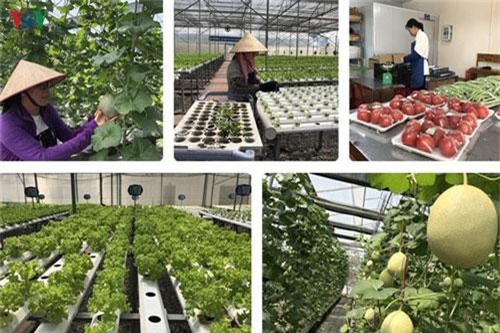 Đà Nẵng: Hòa Vang đầu tư xây dựng mô hình sản xuất nông nghiệp công nghệ cao