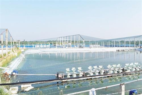 Dấu ấn HTX từ 'cánh chim đầu đàn' ngành thủy sản Hải Phòng